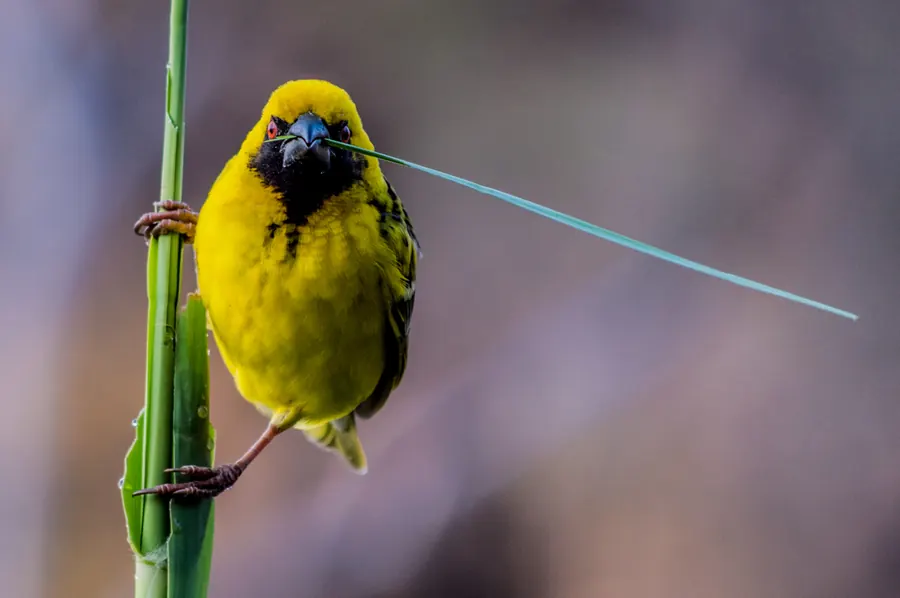 Birds photography