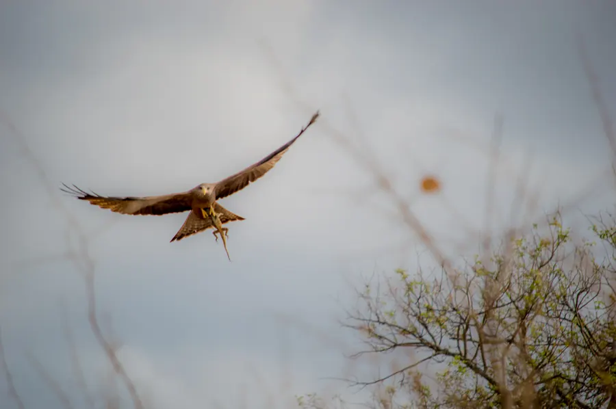 Birds photograph by LdP23