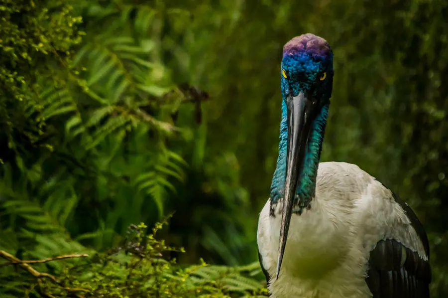 Birds photograph by LdP23