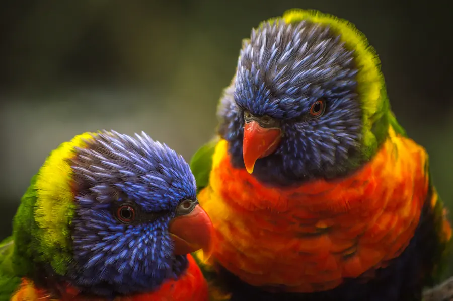 Birds photograph by LdP23