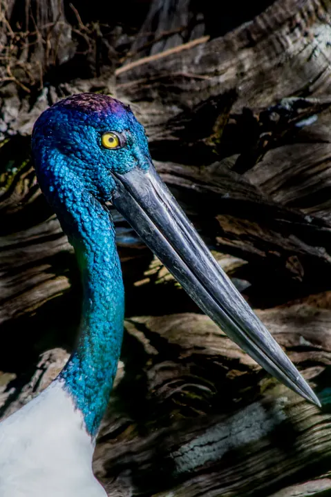 Birds photograph by LdP23