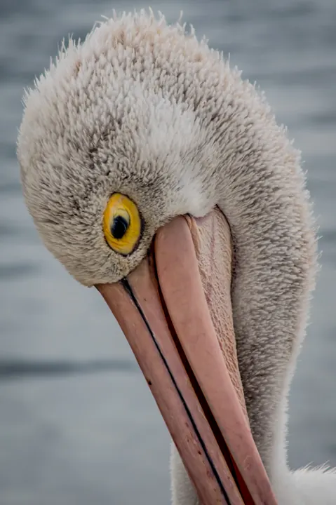 Birds photograph by LdP23