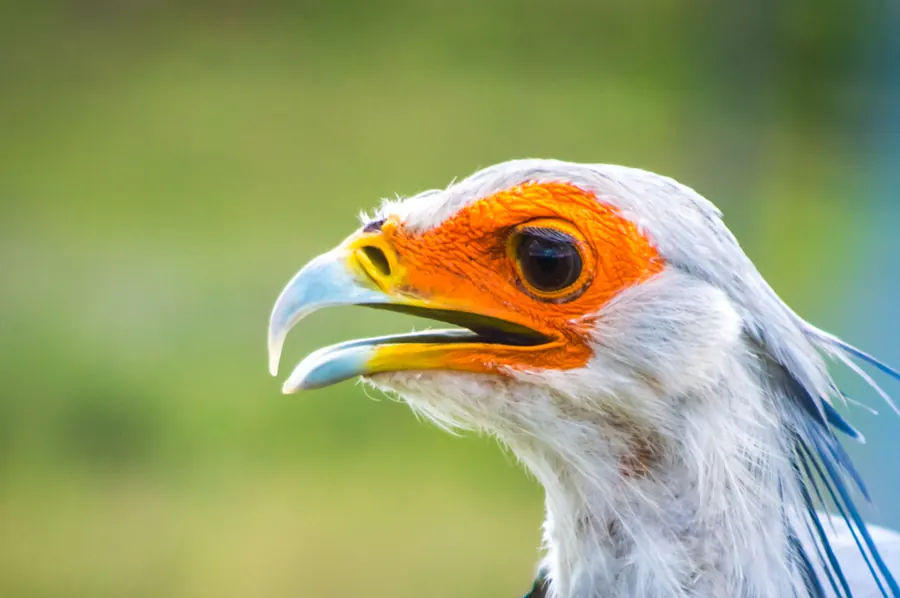 Birds photograph by LdP23