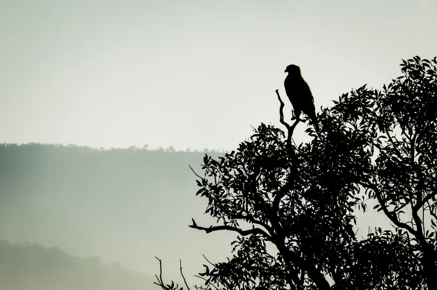 Birds photograph by LdP23