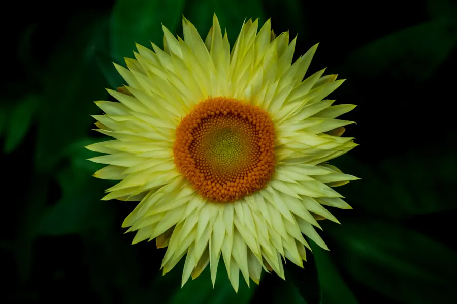 Nature photograph by LdP23
