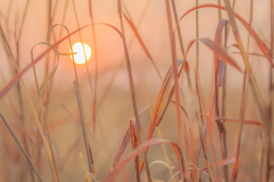 Nature photograph by LdP23