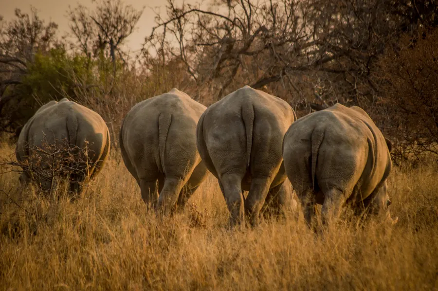 Wildlife photography