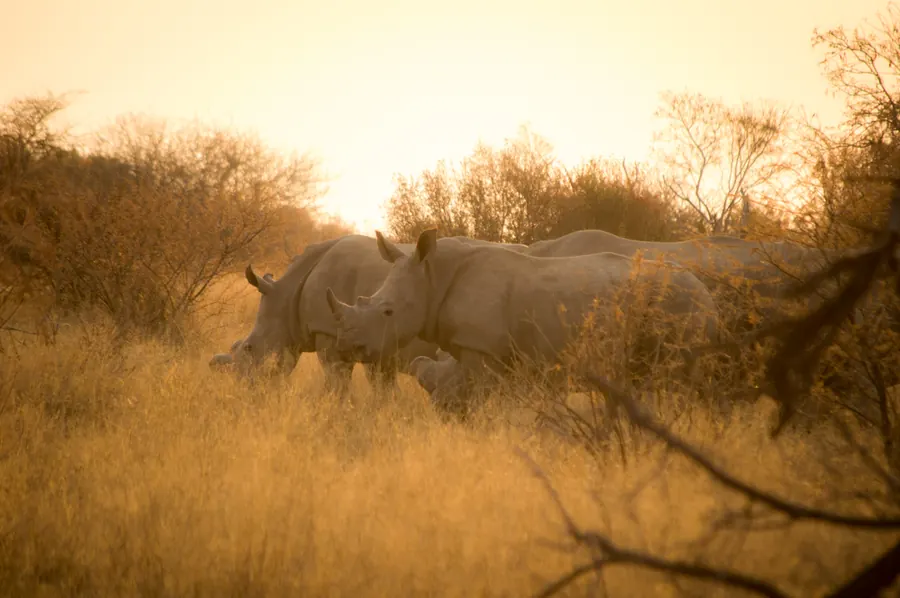 Wildlife photograph by LdP23