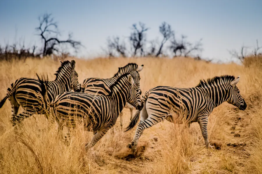Wildlife photograph by LdP23