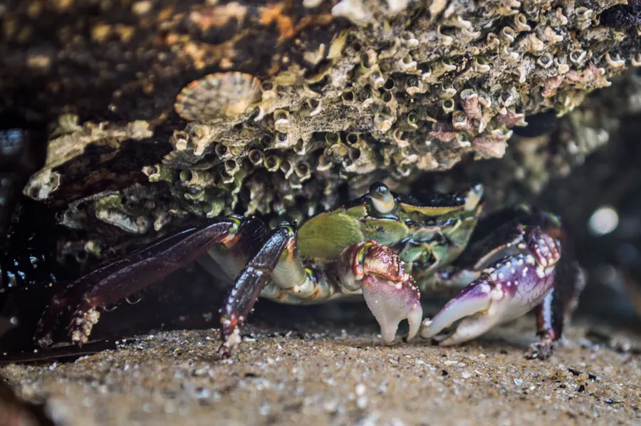 Wildlife photograph by LdP23