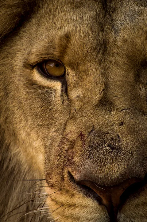 Wildlife photograph by LdP23