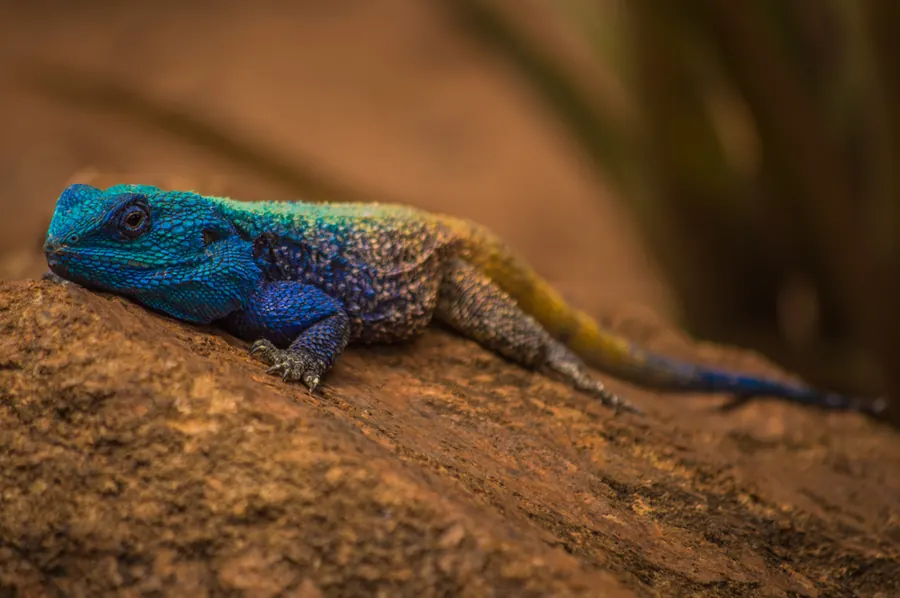 Wildlife photograph by LdP23