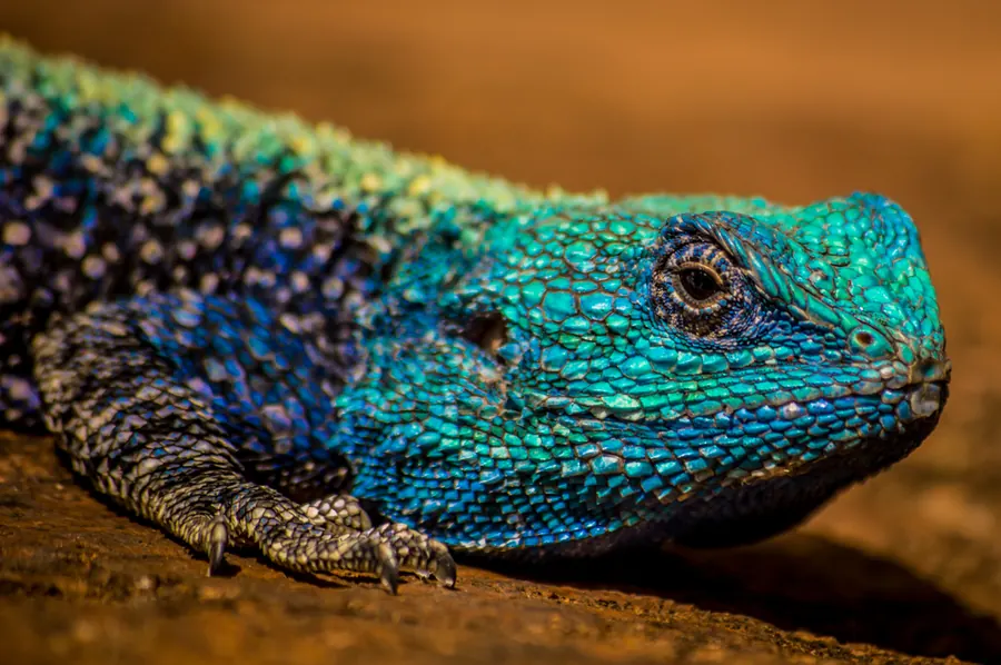 Wildlife photograph by LdP23