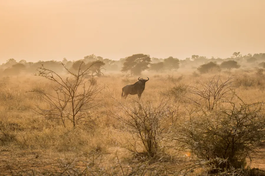Wildlife photograph by LdP23